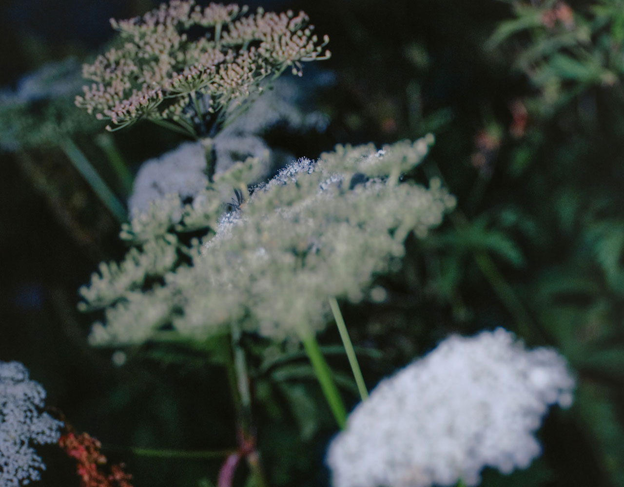 white and pink flowers